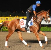 City Style<br>Photo by Singapore Turf Club